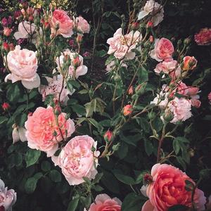 中国熟女裸体俱乐部
